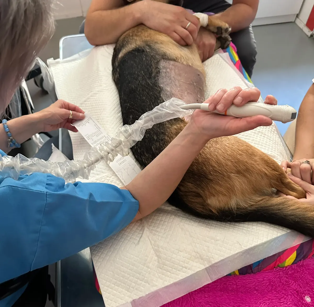 Ecografie abdominală la un câine, în cabinetul AlcorVET